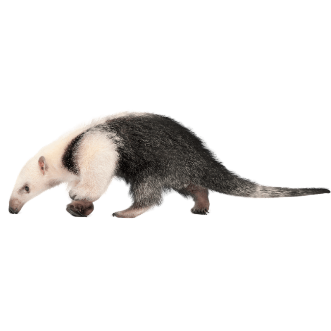 アリクイの画像