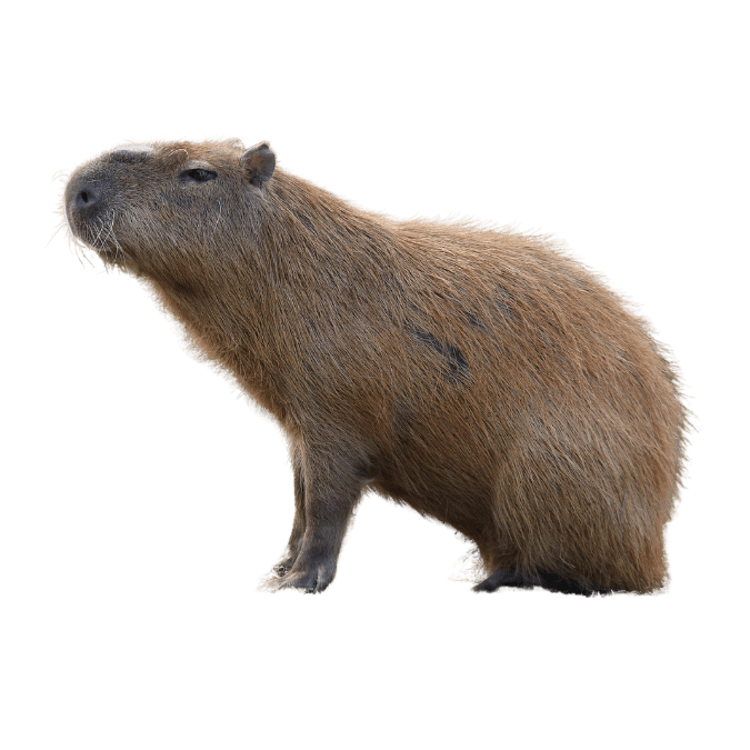 カピバラの画像