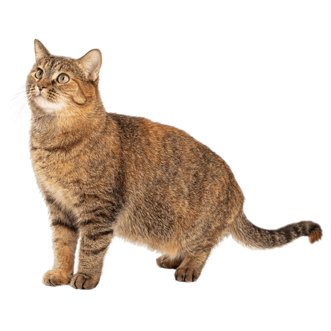 ねこの画像