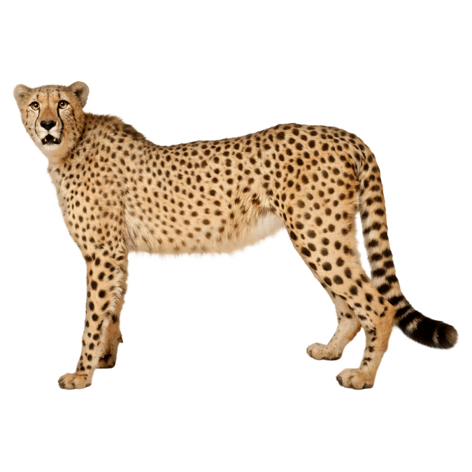 チーターの画像
