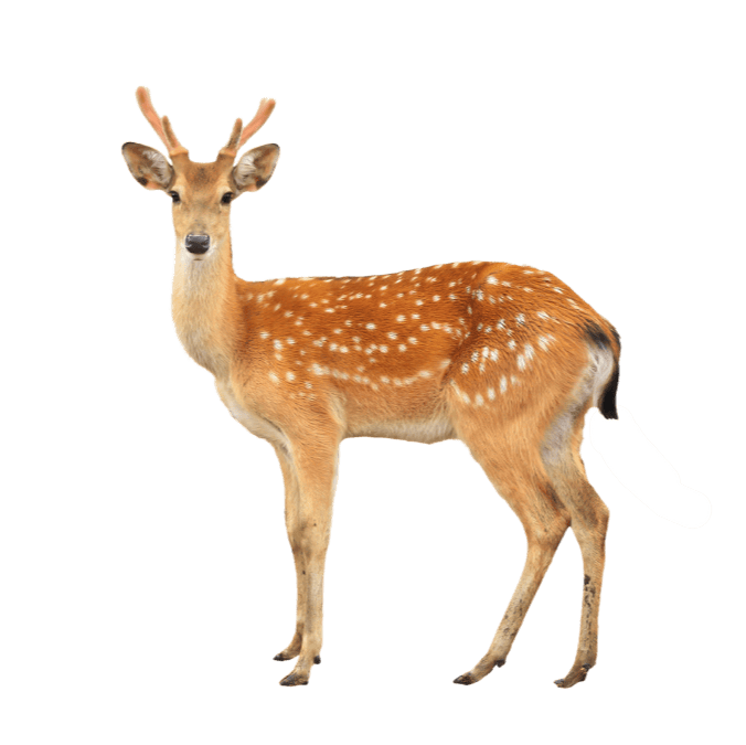 しかの画像