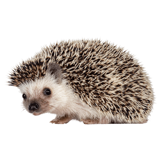 ハリネズミの画像