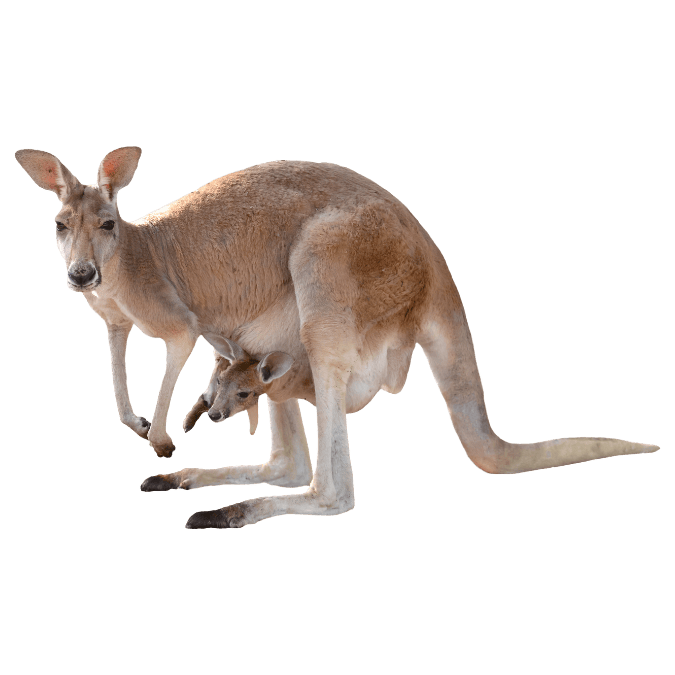 カンガルーの画像