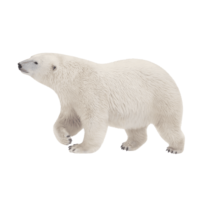 シロクマの画像