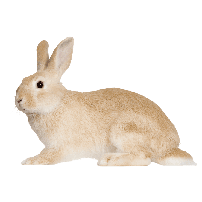 うさぎの画像