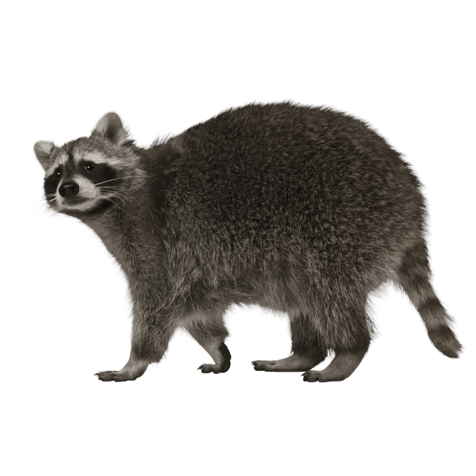 アライグマの画像