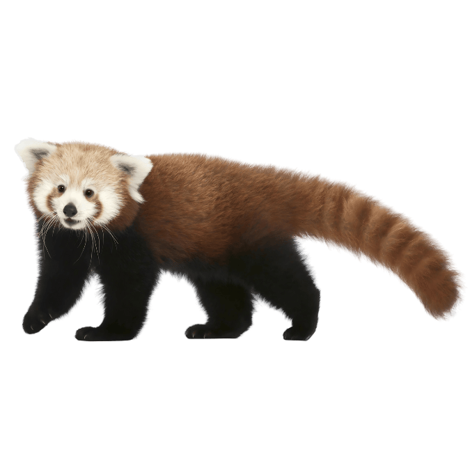 レッサーパンダの画像