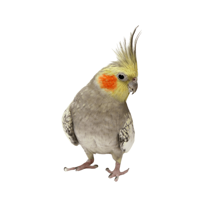 オカメインコの画像