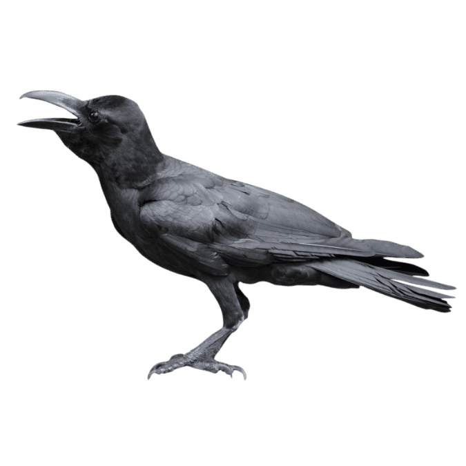 カラスの画像