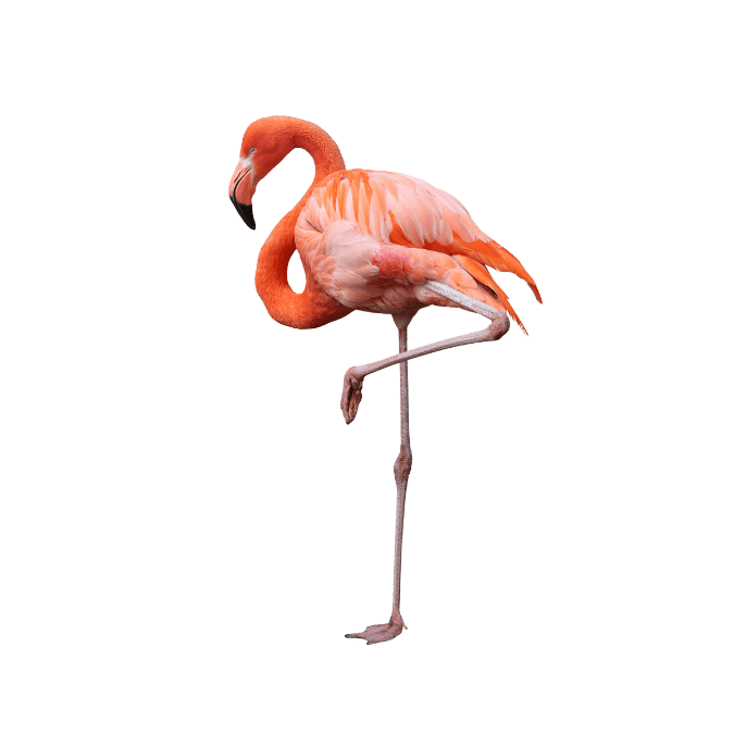 フラミンゴの画像