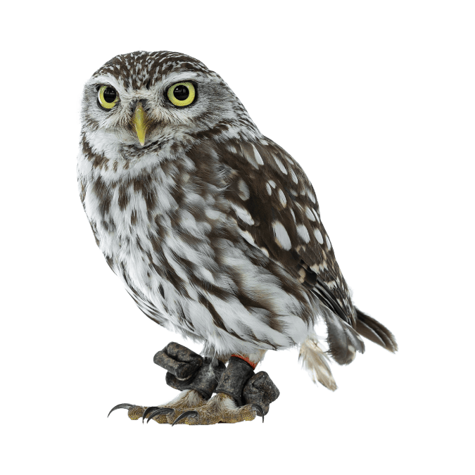 フクロウの画像