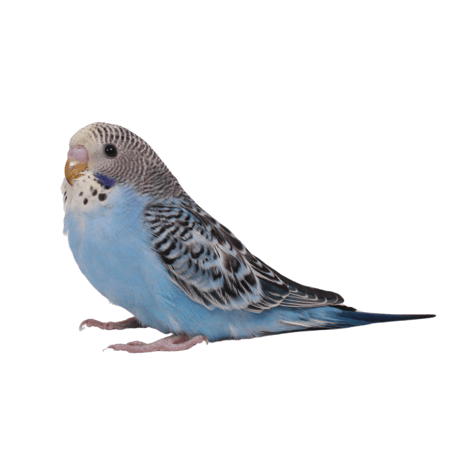 インコの画像