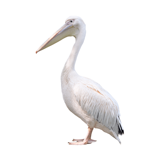 ペリカンの画像