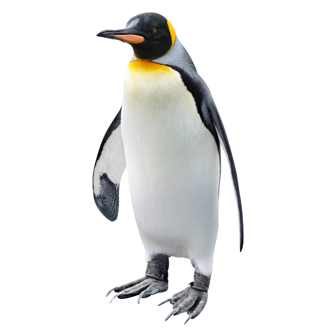 ペンギンの画像