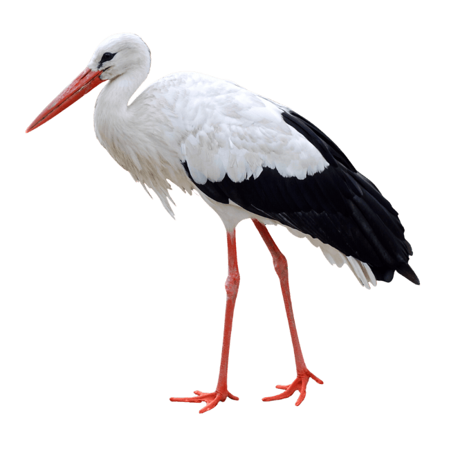 コウノトリの画像