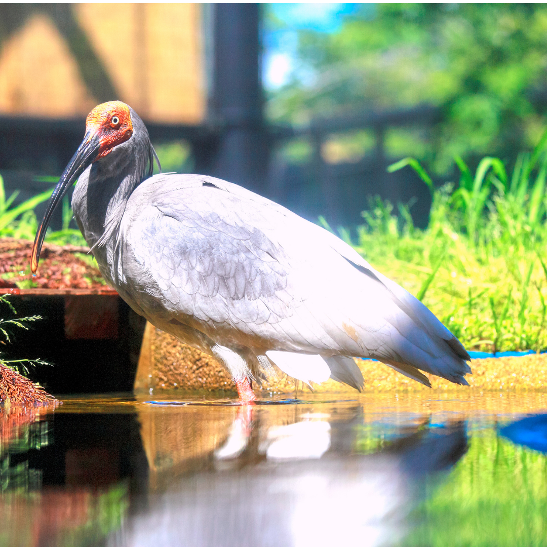 新潟県 県の鳥の画像