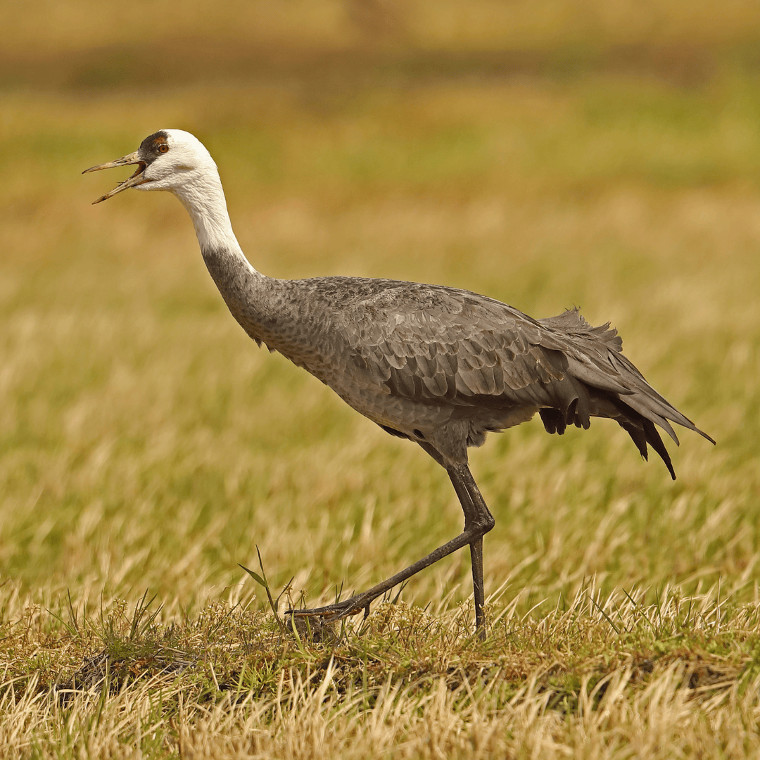 山口県 県の鳥の画像