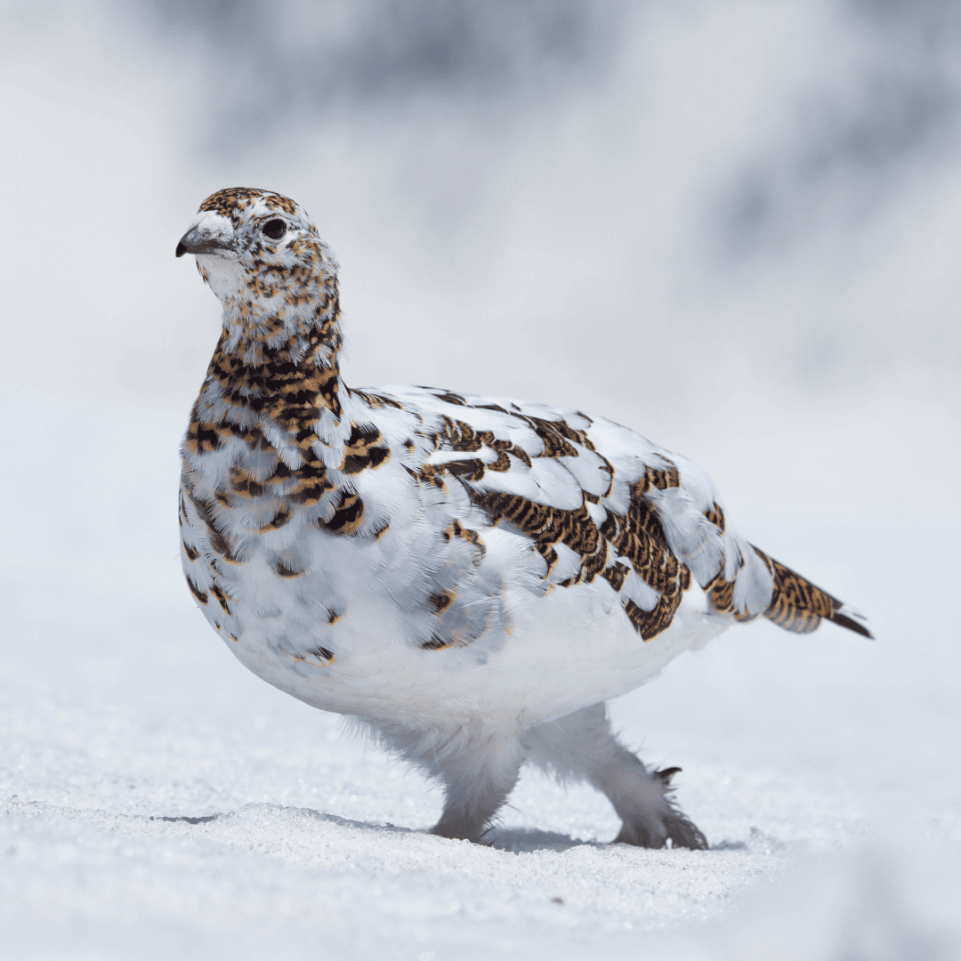 長野県 県の鳥の画像
